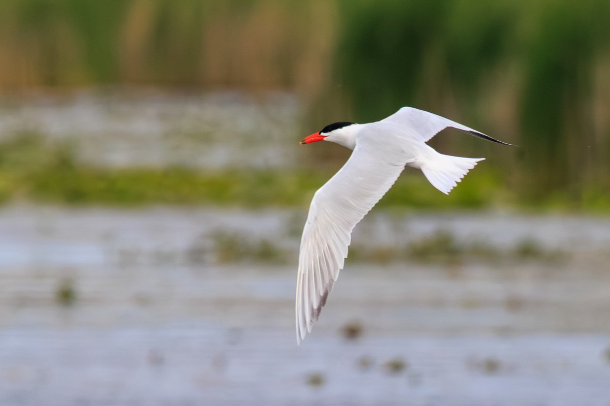 Caspian Tern