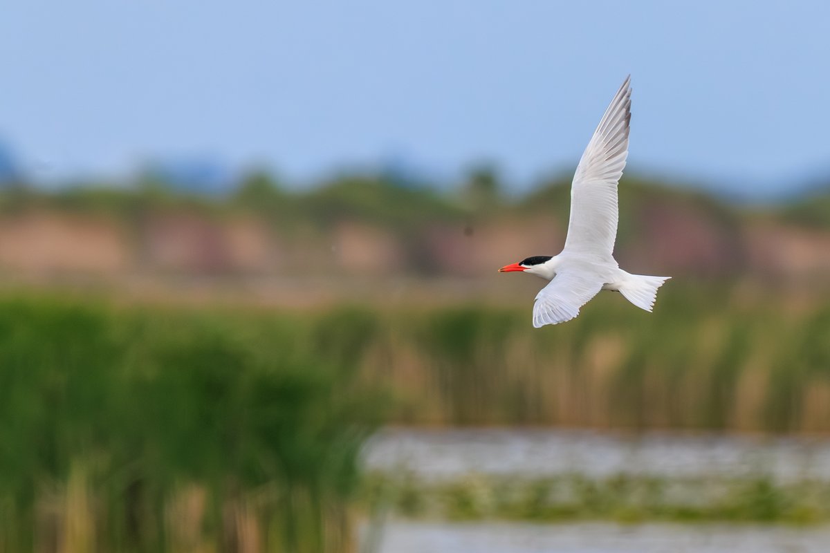 Caspian Tern