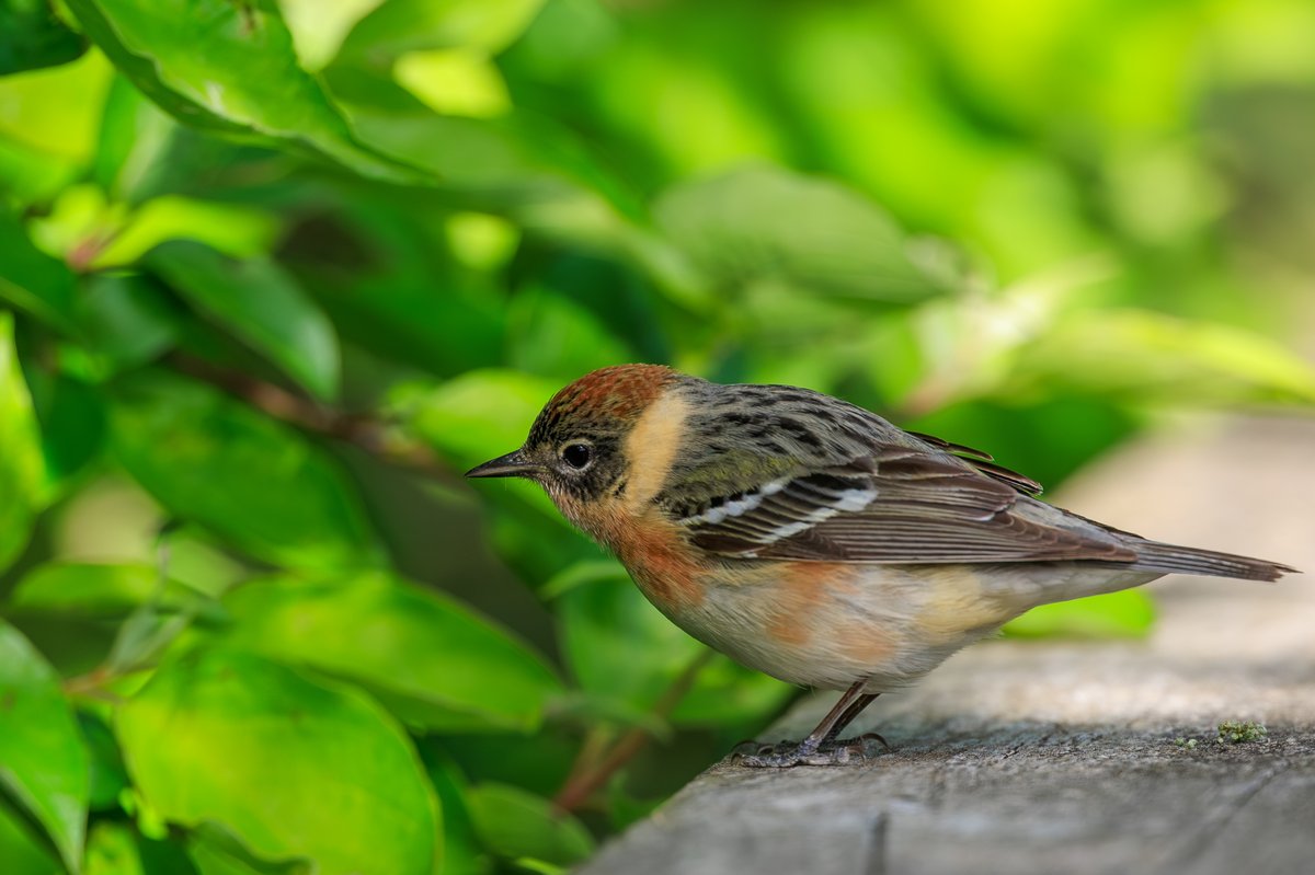 Bay-breasted Warbler