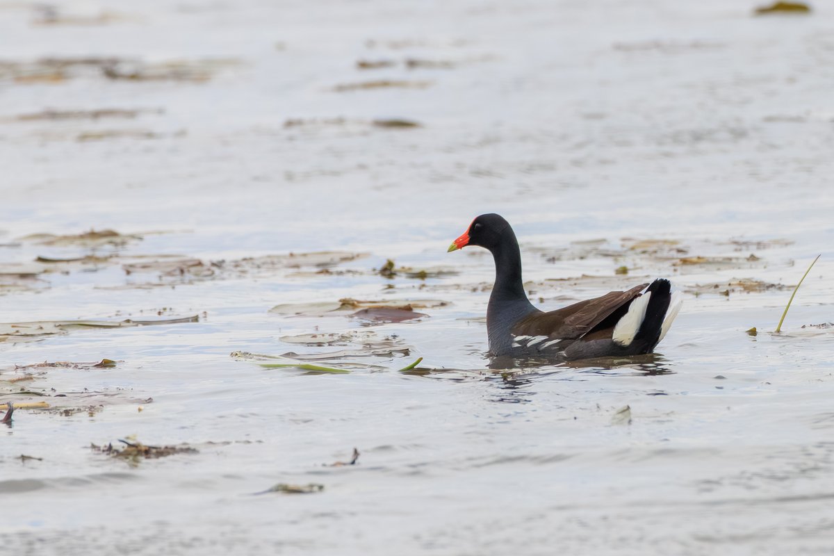 Common Gallinule