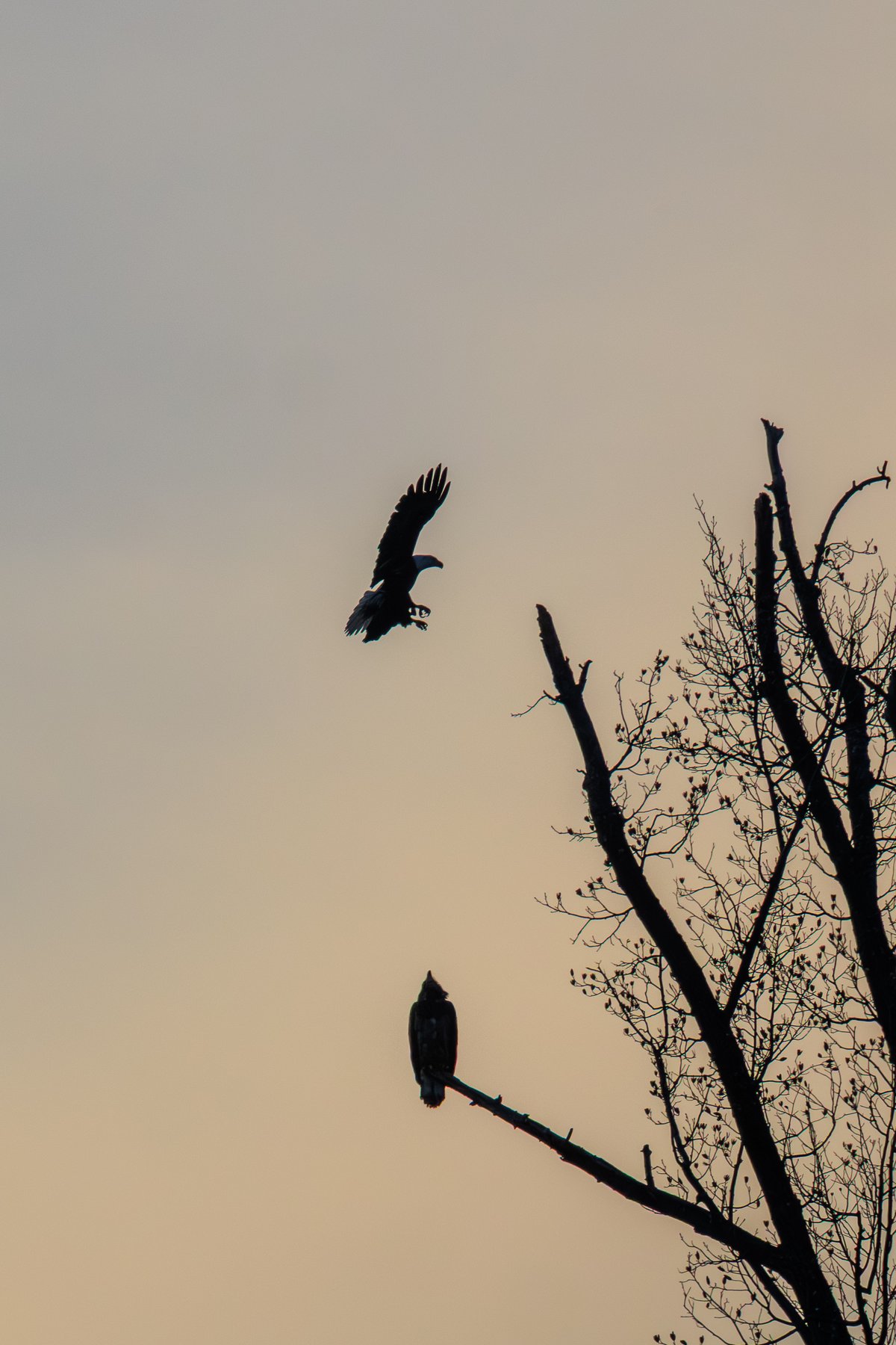 Bald Eagle