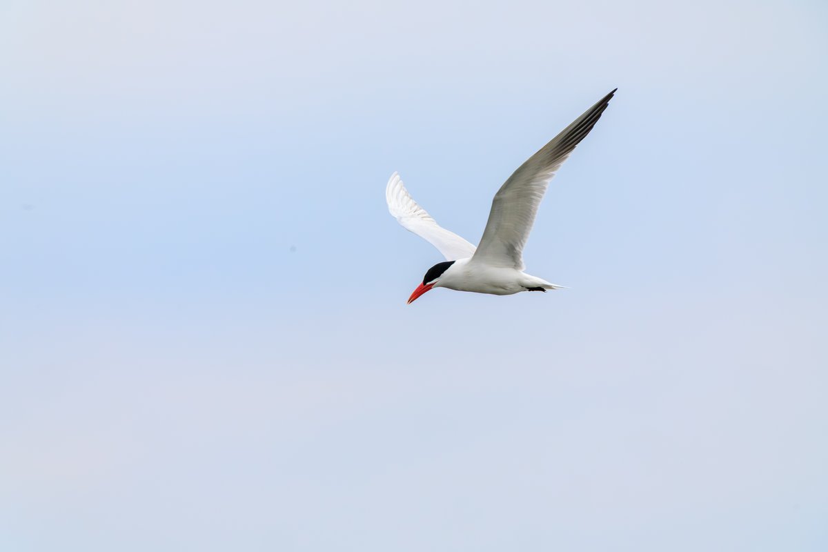 Caspian Tern