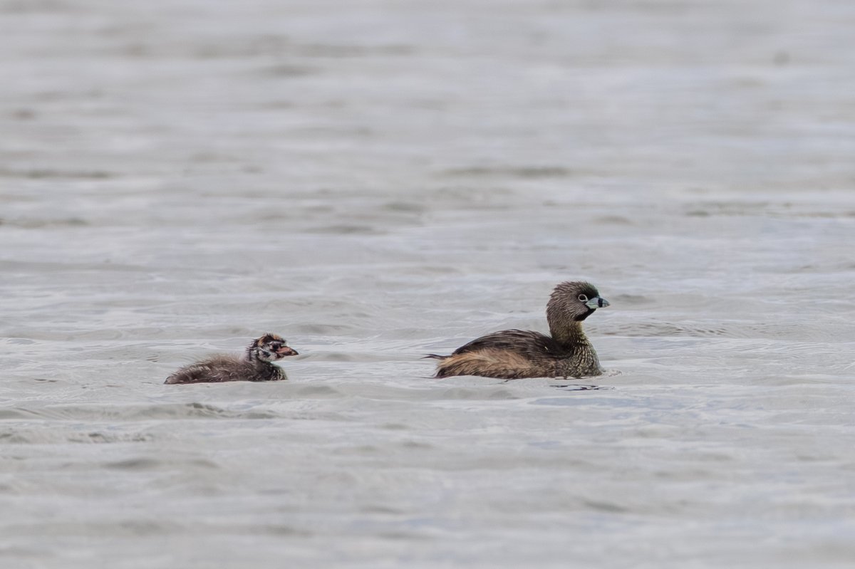 Pied-billed Grebe