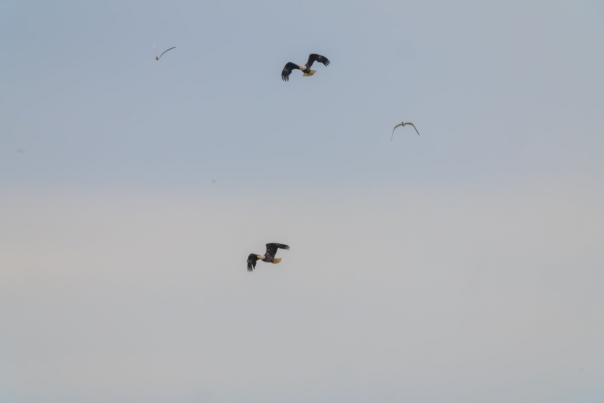 Bald Eagle