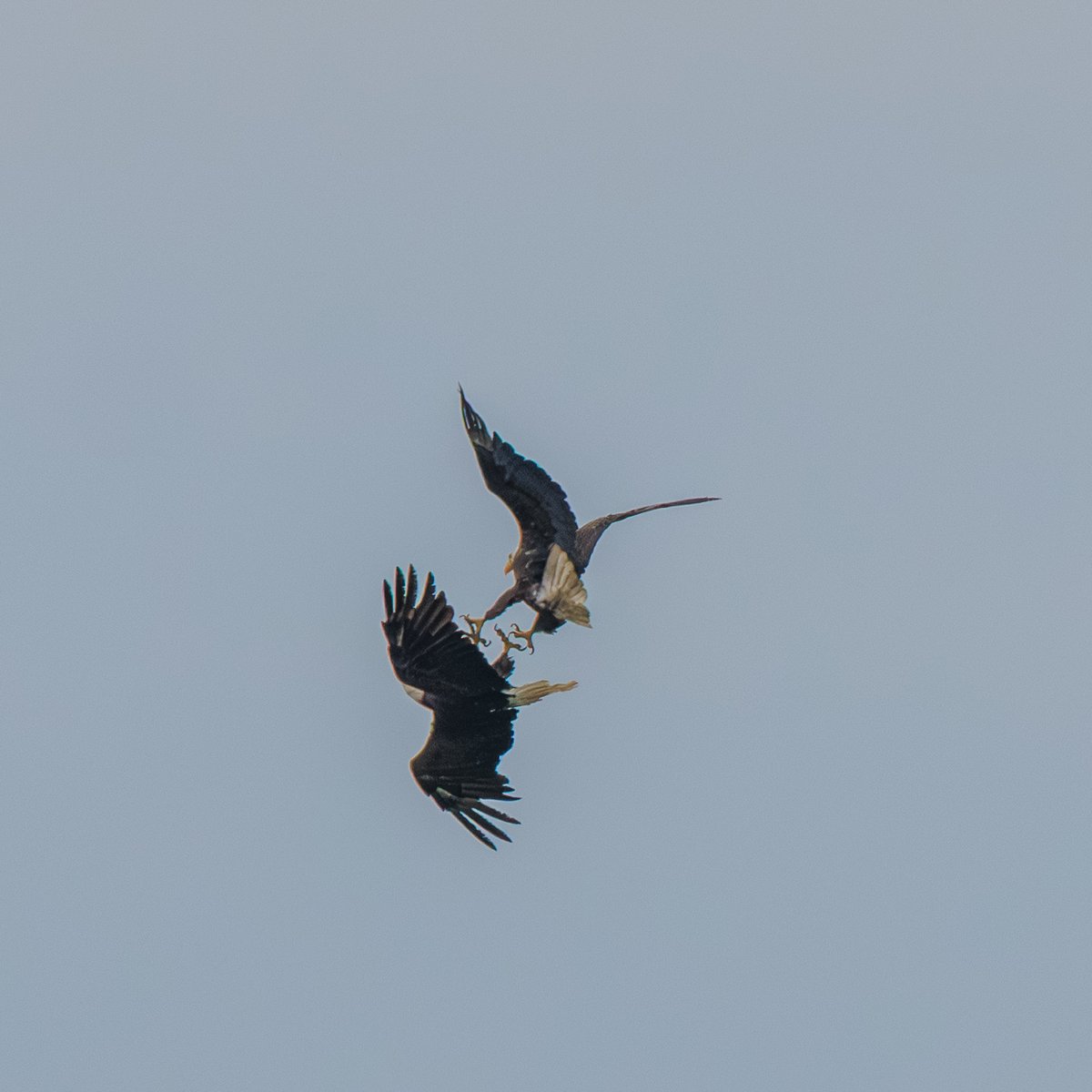 Bald Eagle