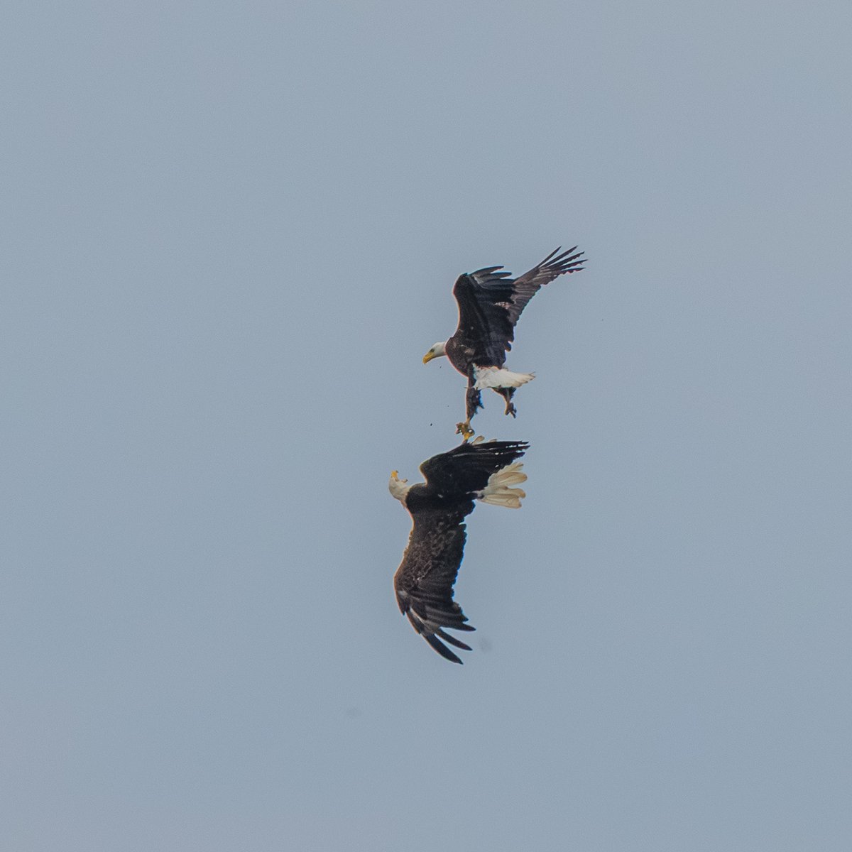Bald Eagle