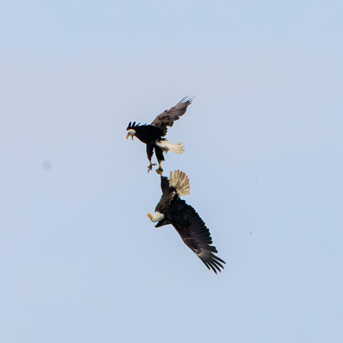 Bald Eagle
