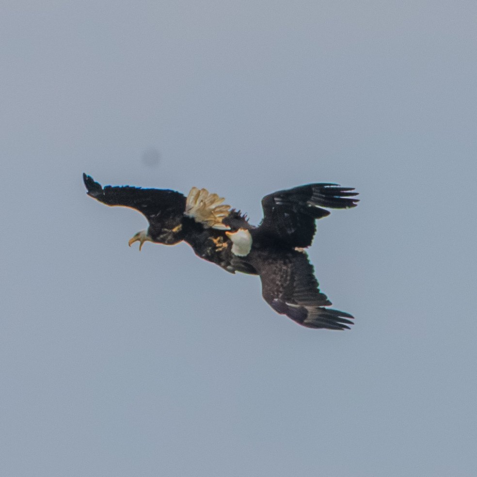 Bald Eagle
