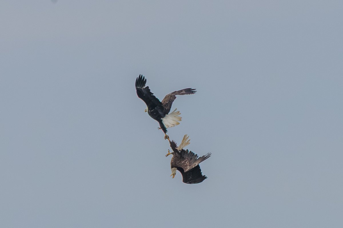 Bald Eagle