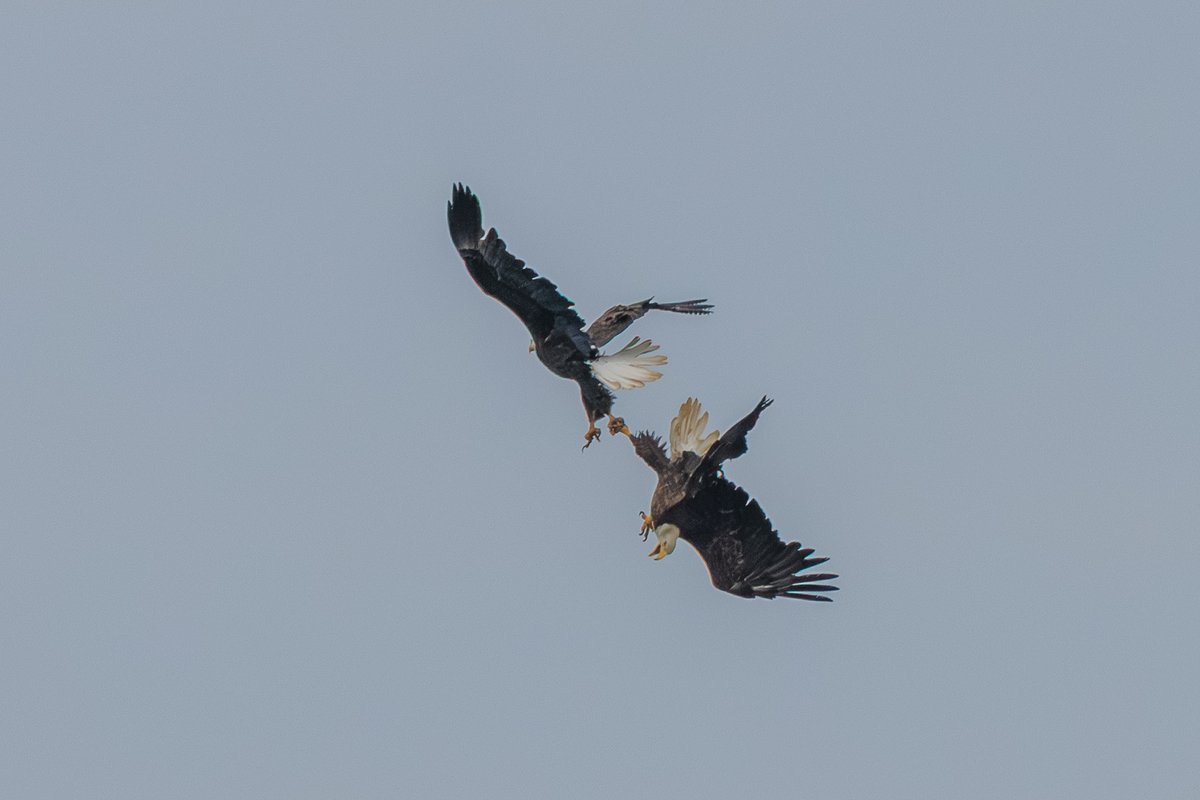 Bald Eagle