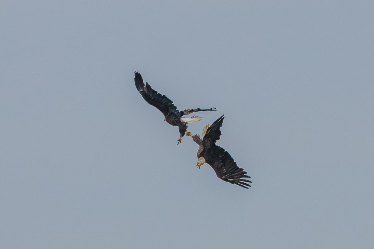 Bald Eagle