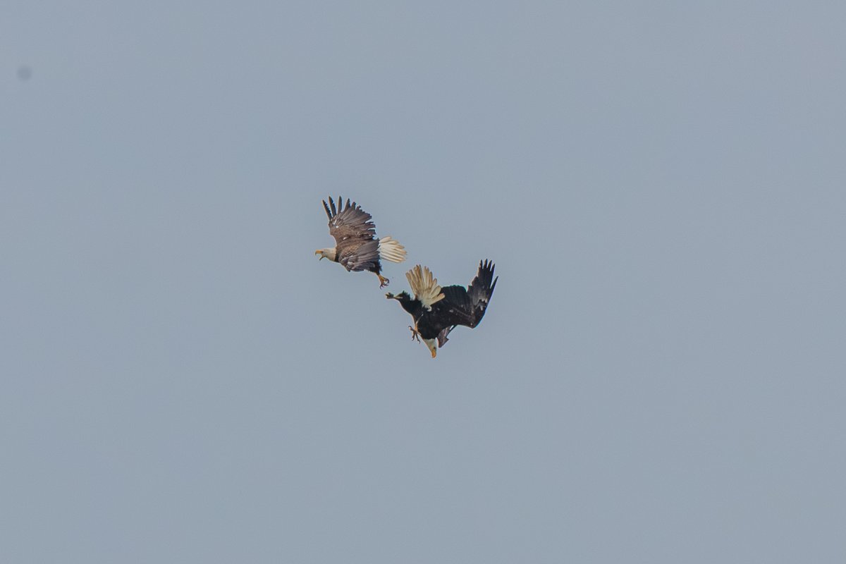 Bald Eagle