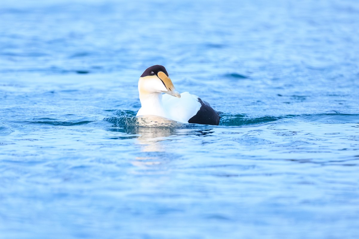 Common Eider