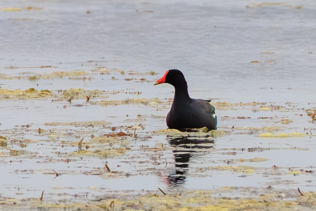 Common Gallinule