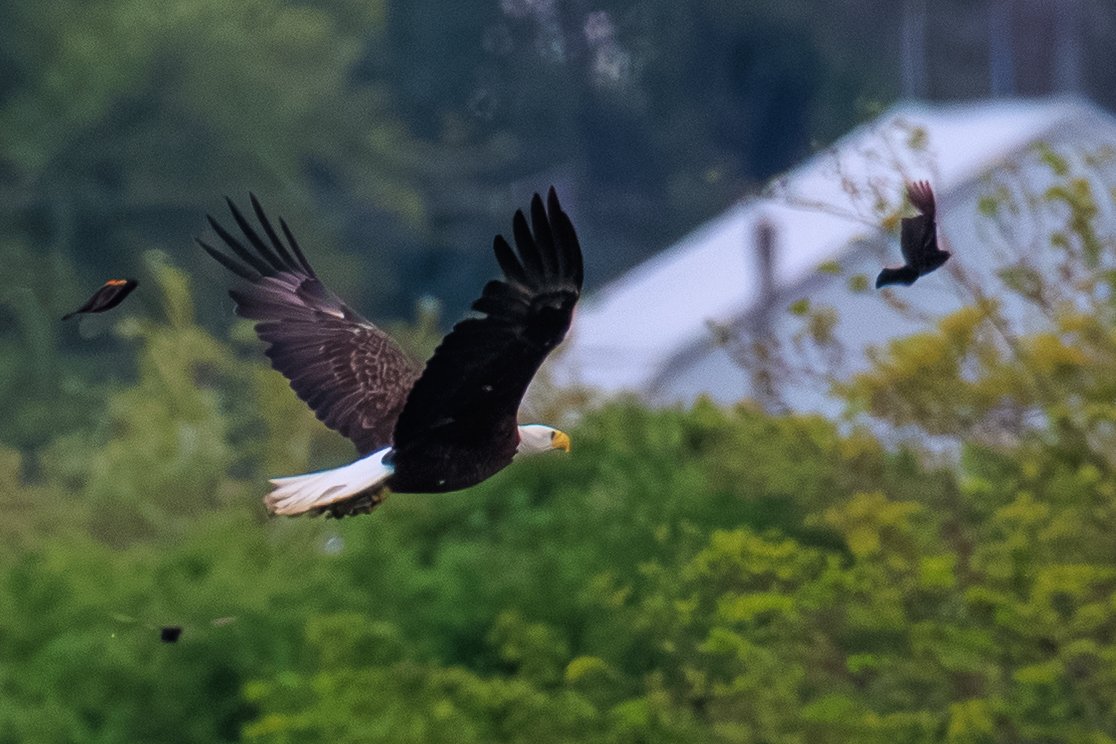 Bald Eagle