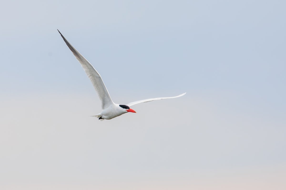 Caspian Tern