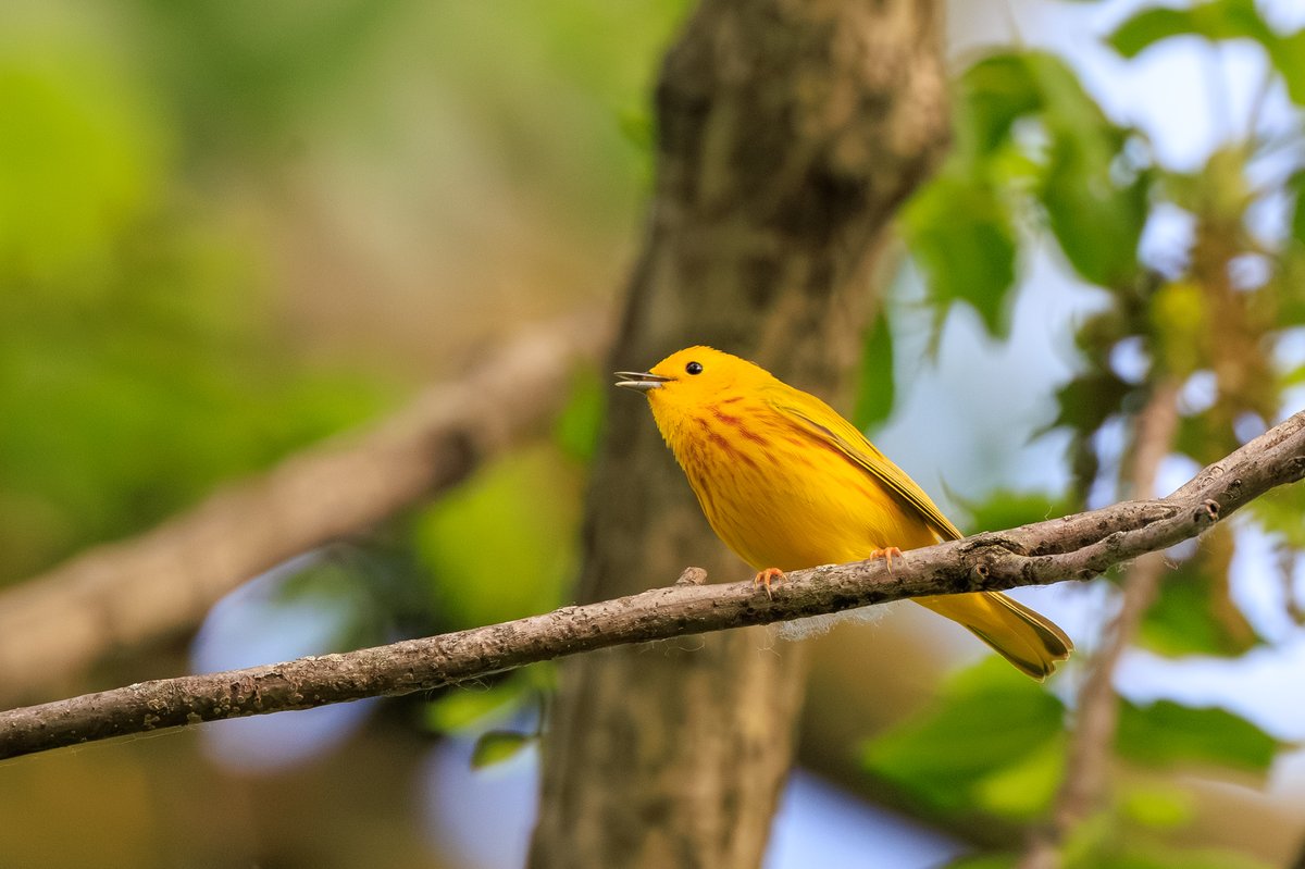 Northern Yellow Warbler