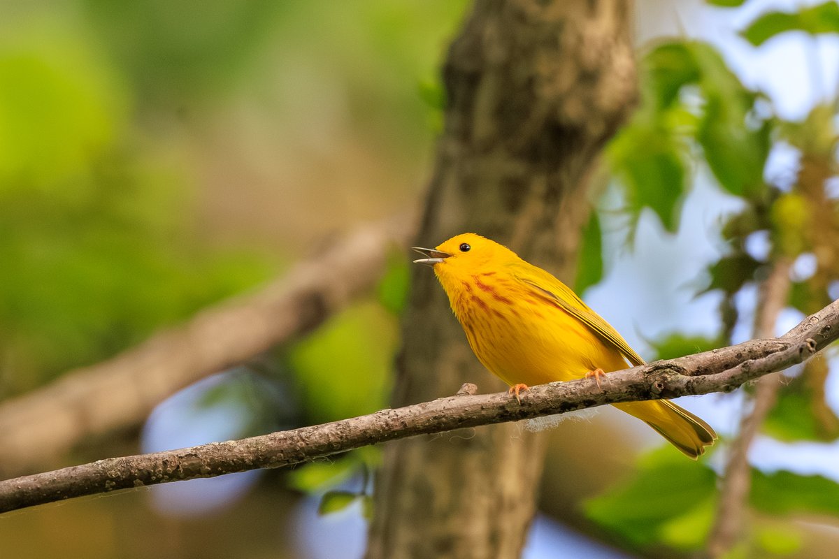 Northern Yellow Warbler