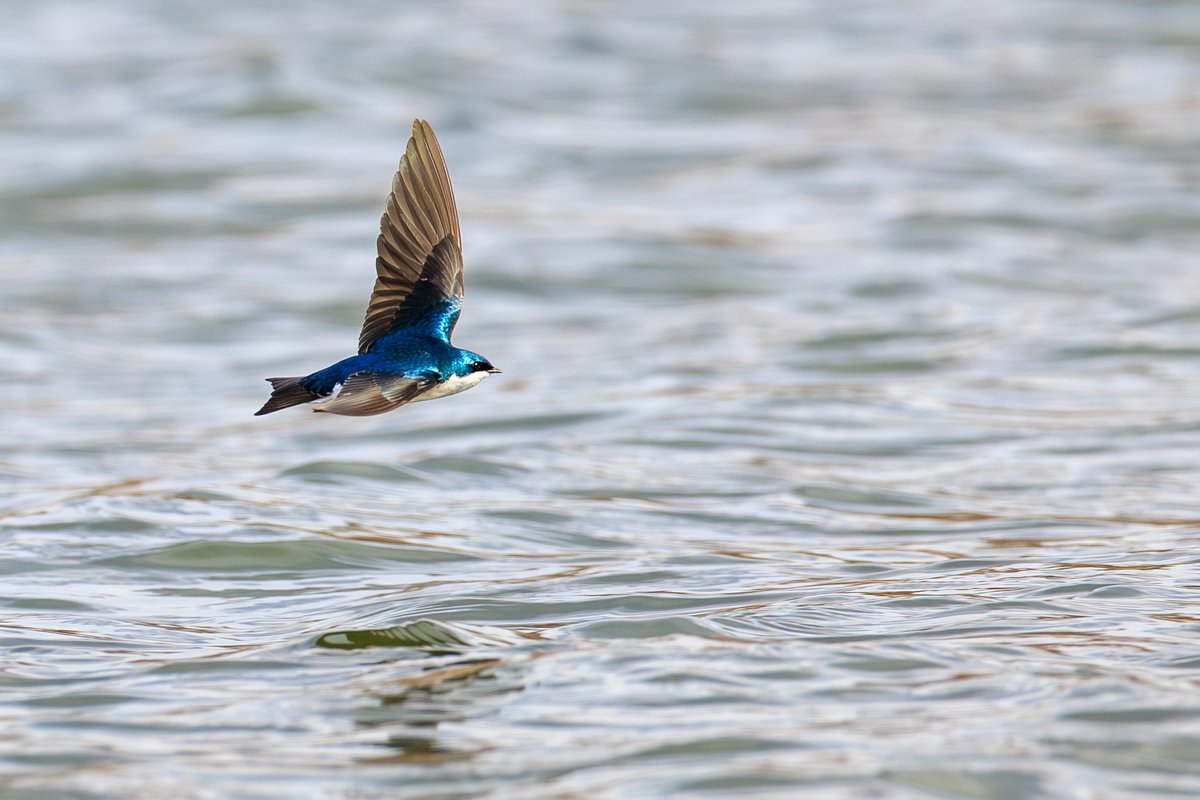 Tree Swallow