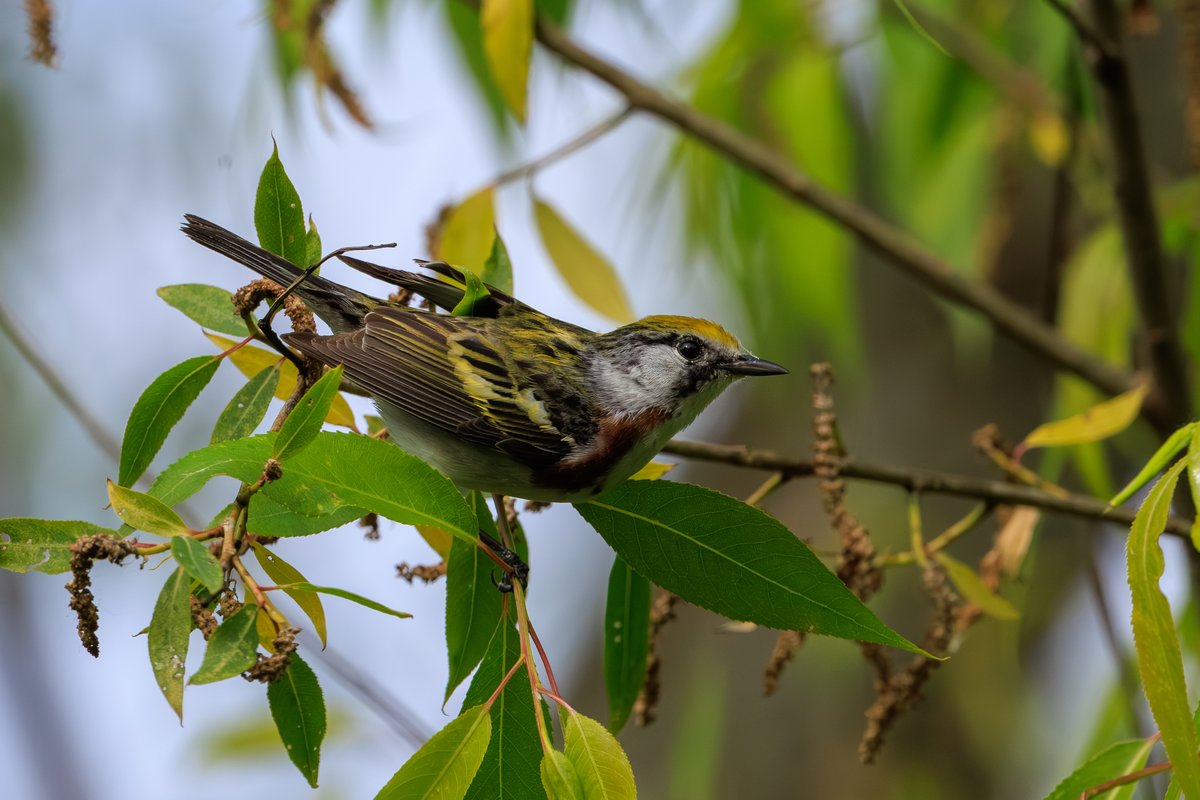 Chestnut-sided Warbler