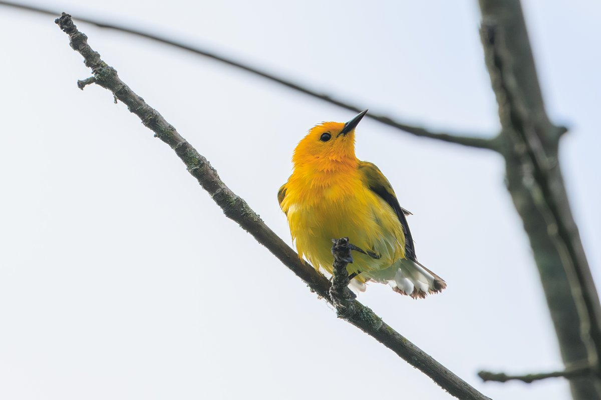 Prothonotary Warbler