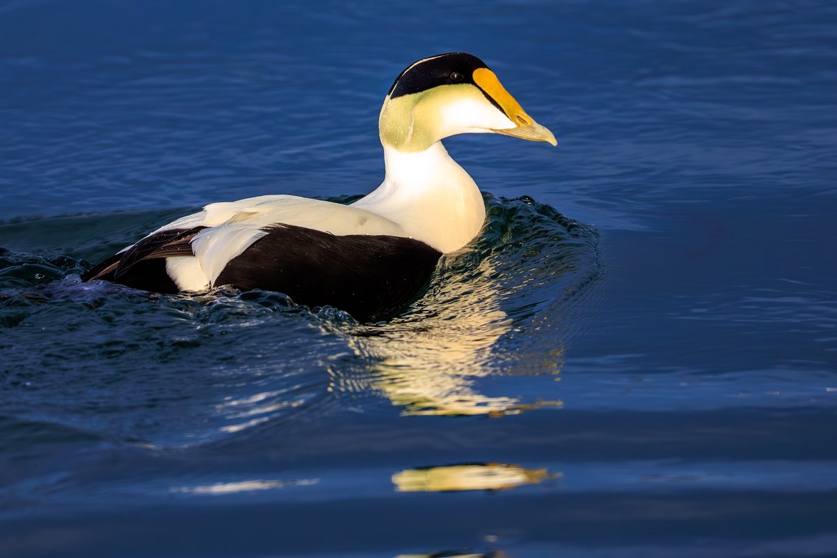 Common Eider