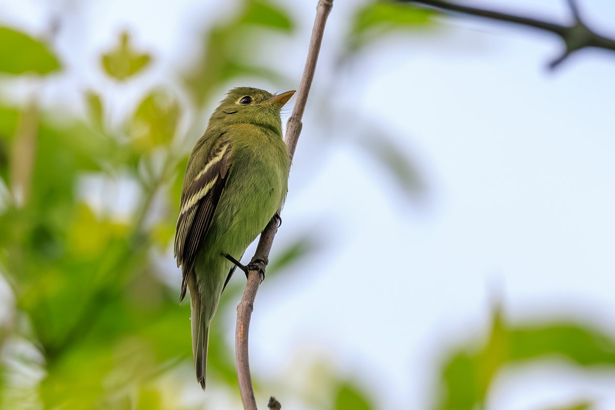 Yellow-bellied Flycatcher
