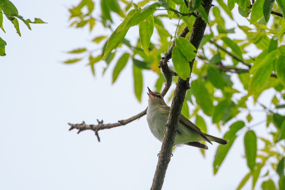 Red-eyed Vireo