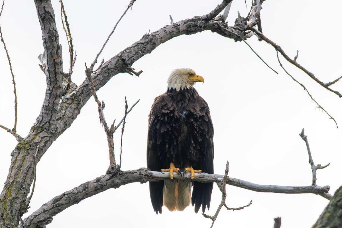 Bald Eagle