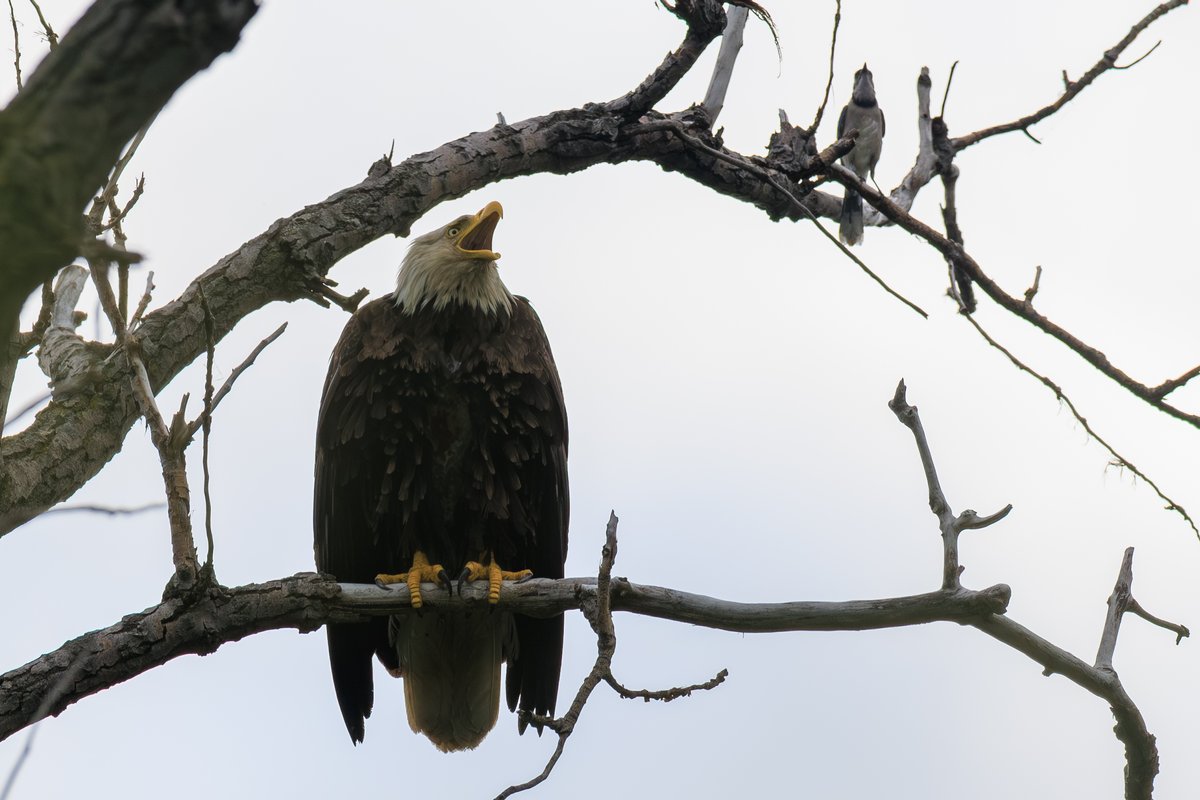 Bald Eagle