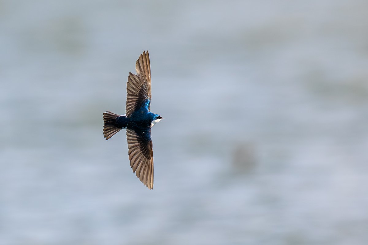 Tree Swallow