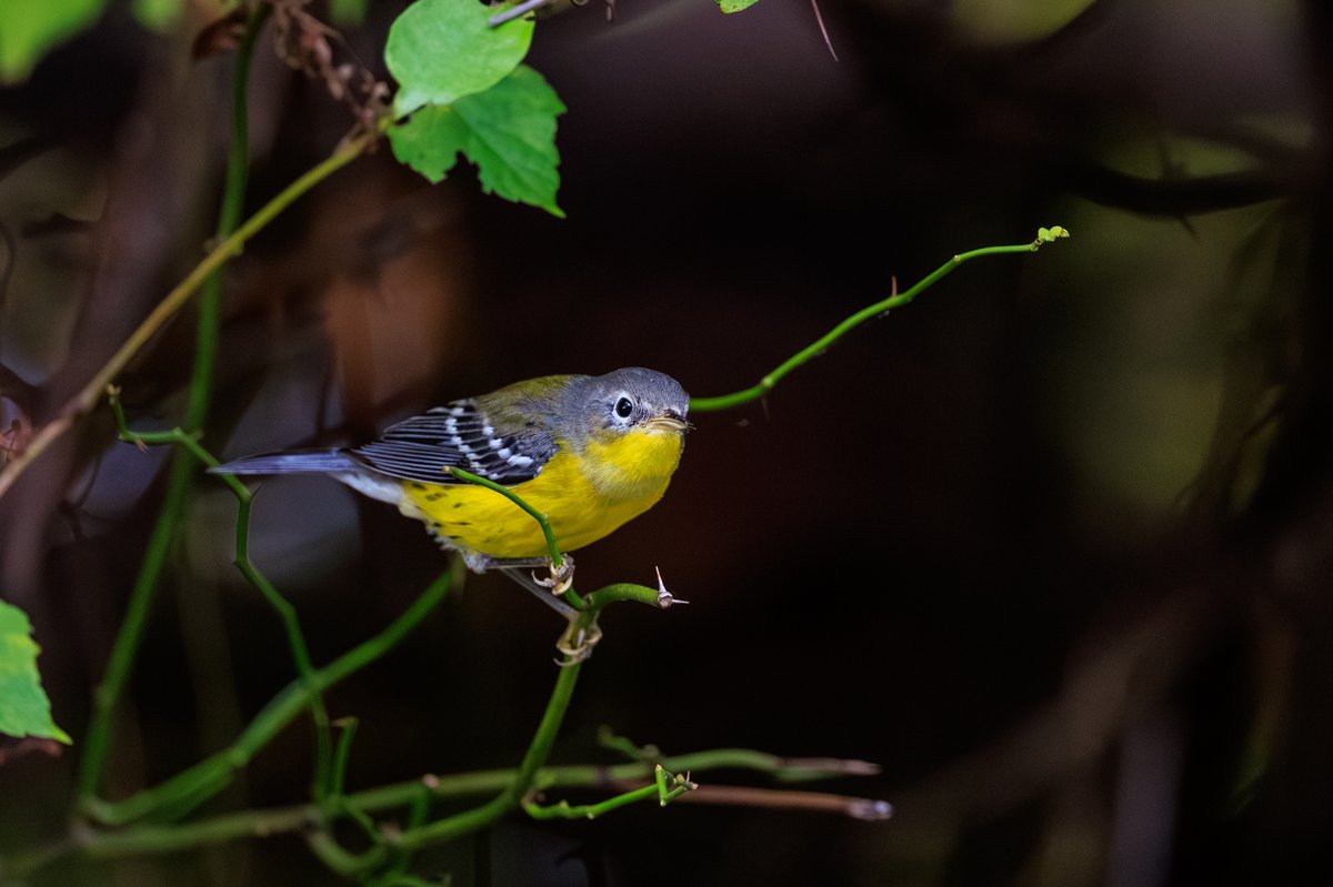 Magnolia Warbler