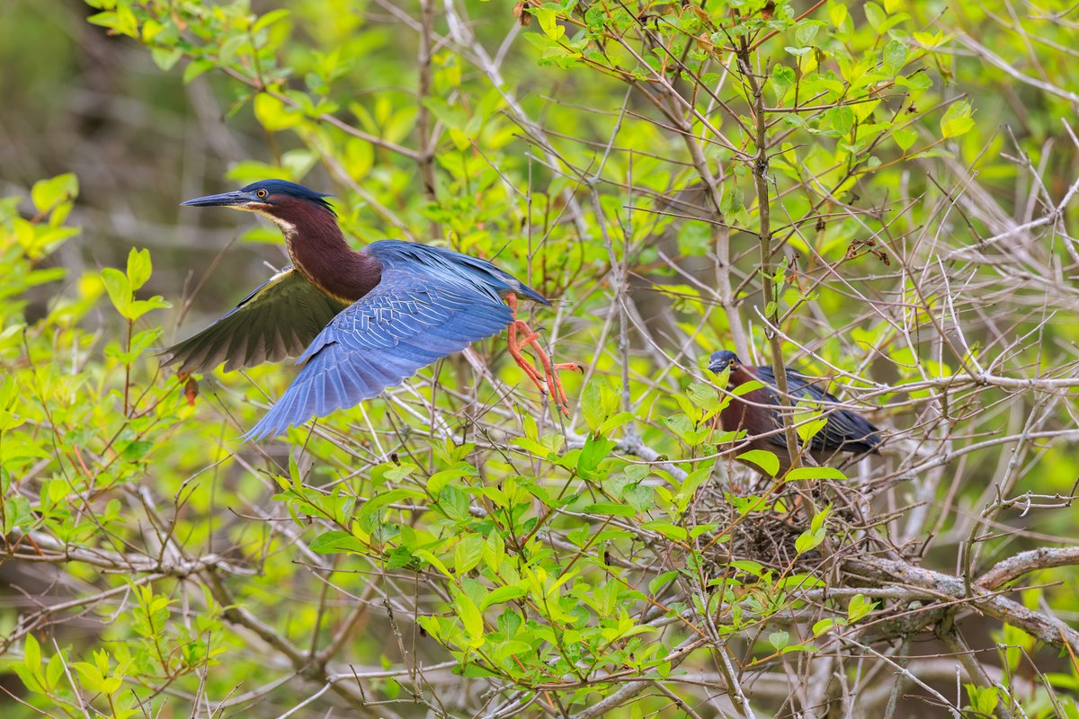 Green Heron