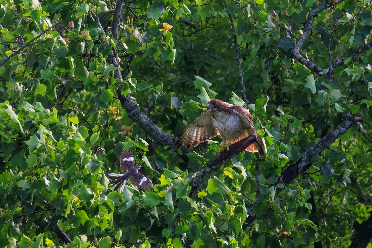 Red-tailed Hawk