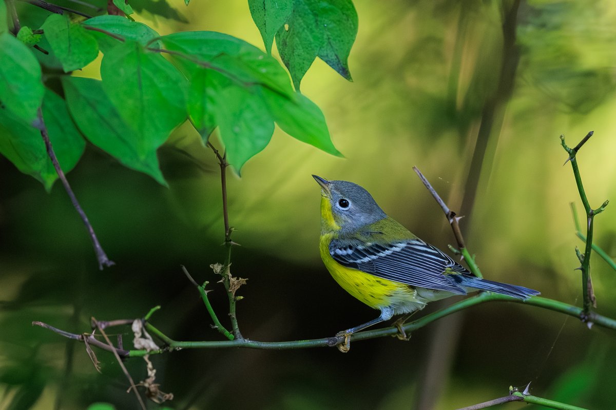 Magnolia Warbler