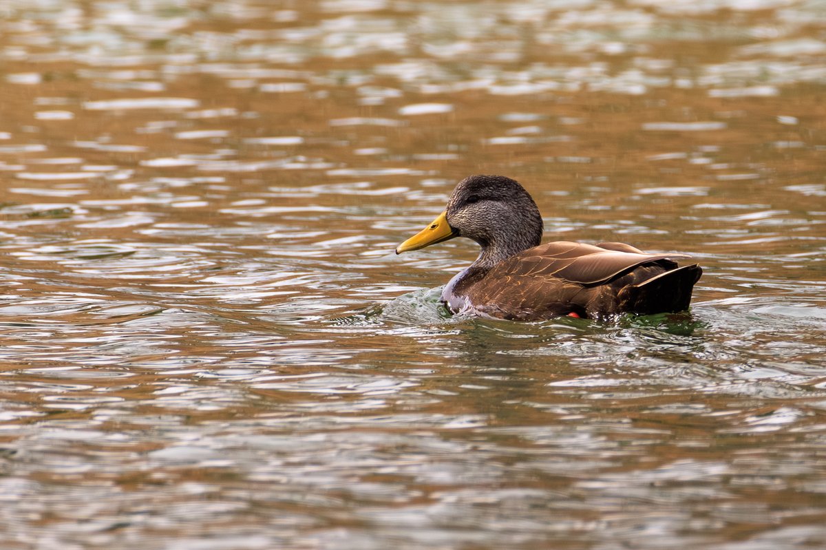 American Black Duck