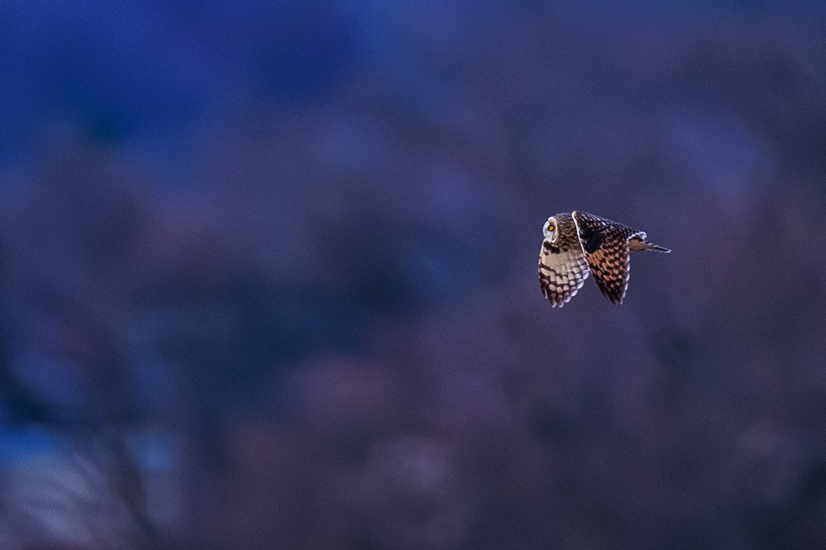 Short-eared Owl