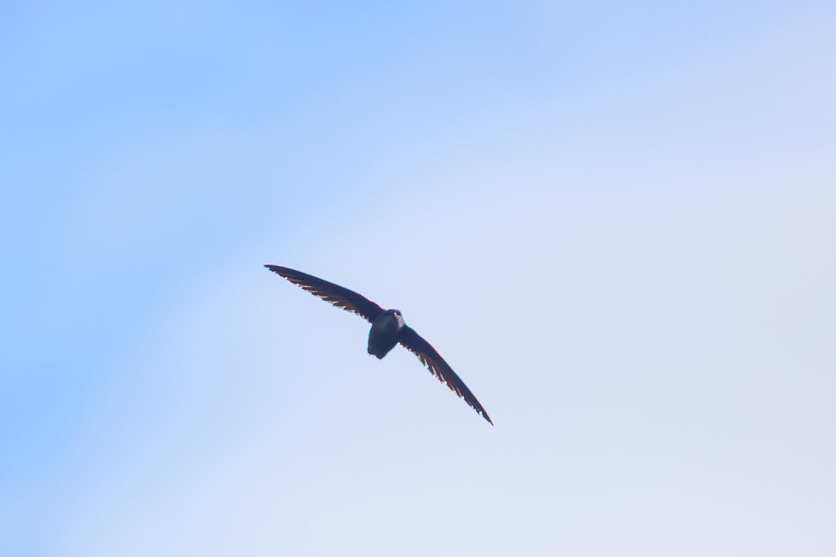 Chimney Swift