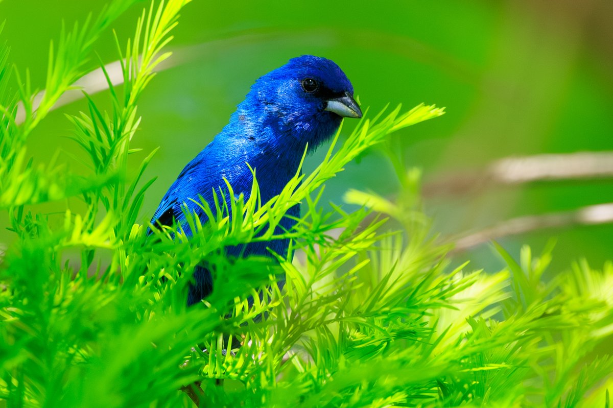 Indigo Bunting