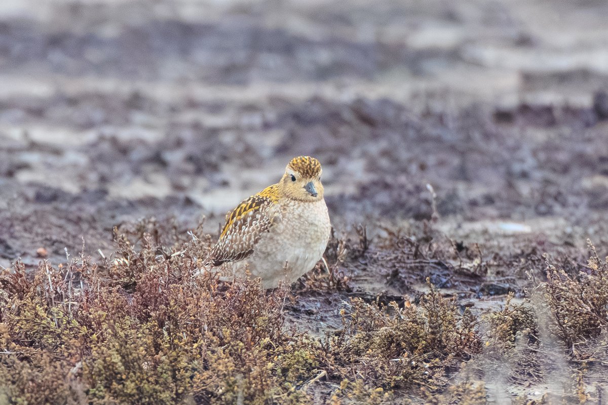 Pacific Golden-Plover
