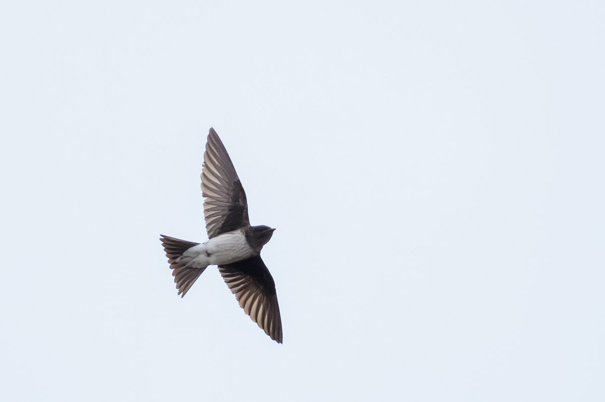 Gray-breasted Martin