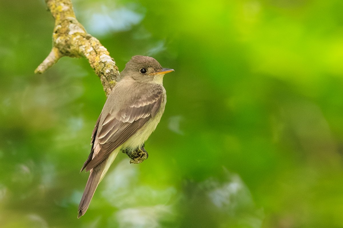 Yellow-bellied Flycatcher