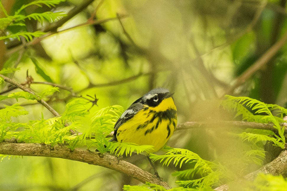 Magnolia Warbler