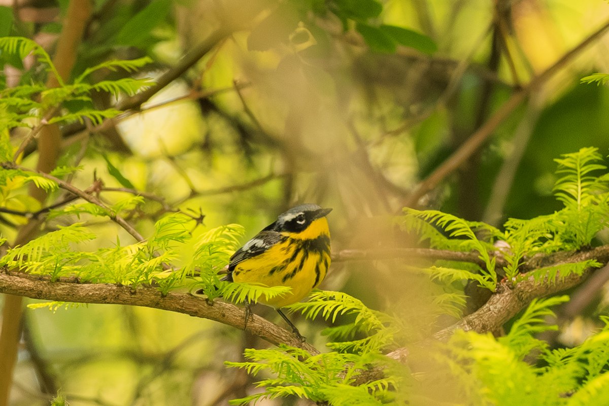 Magnolia Warbler