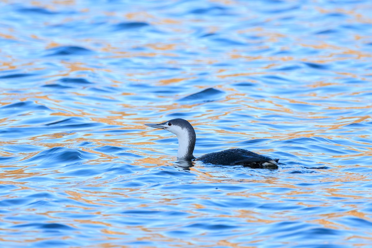 Red-throated Loon