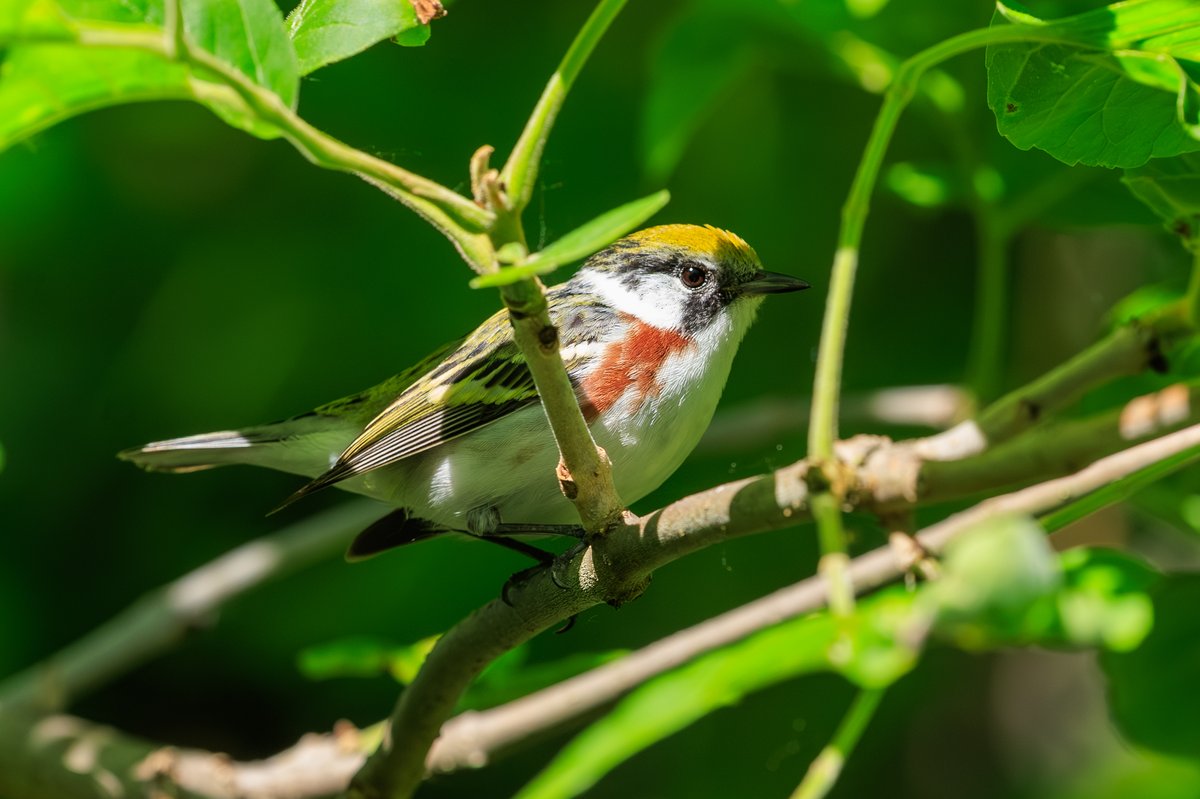 Chestnut-sided Warbler