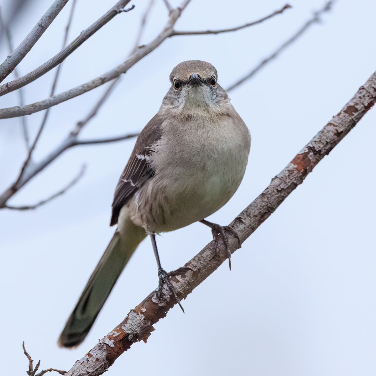 Northern Mockingbird