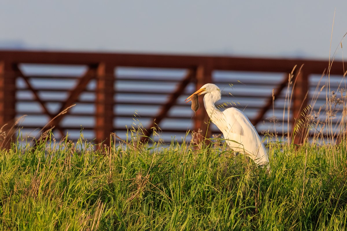 Great Egret