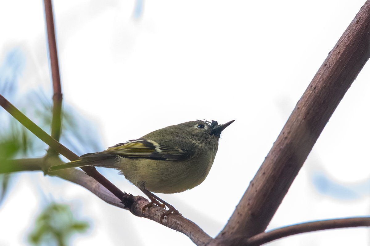 Ruby-crowned Kinglet