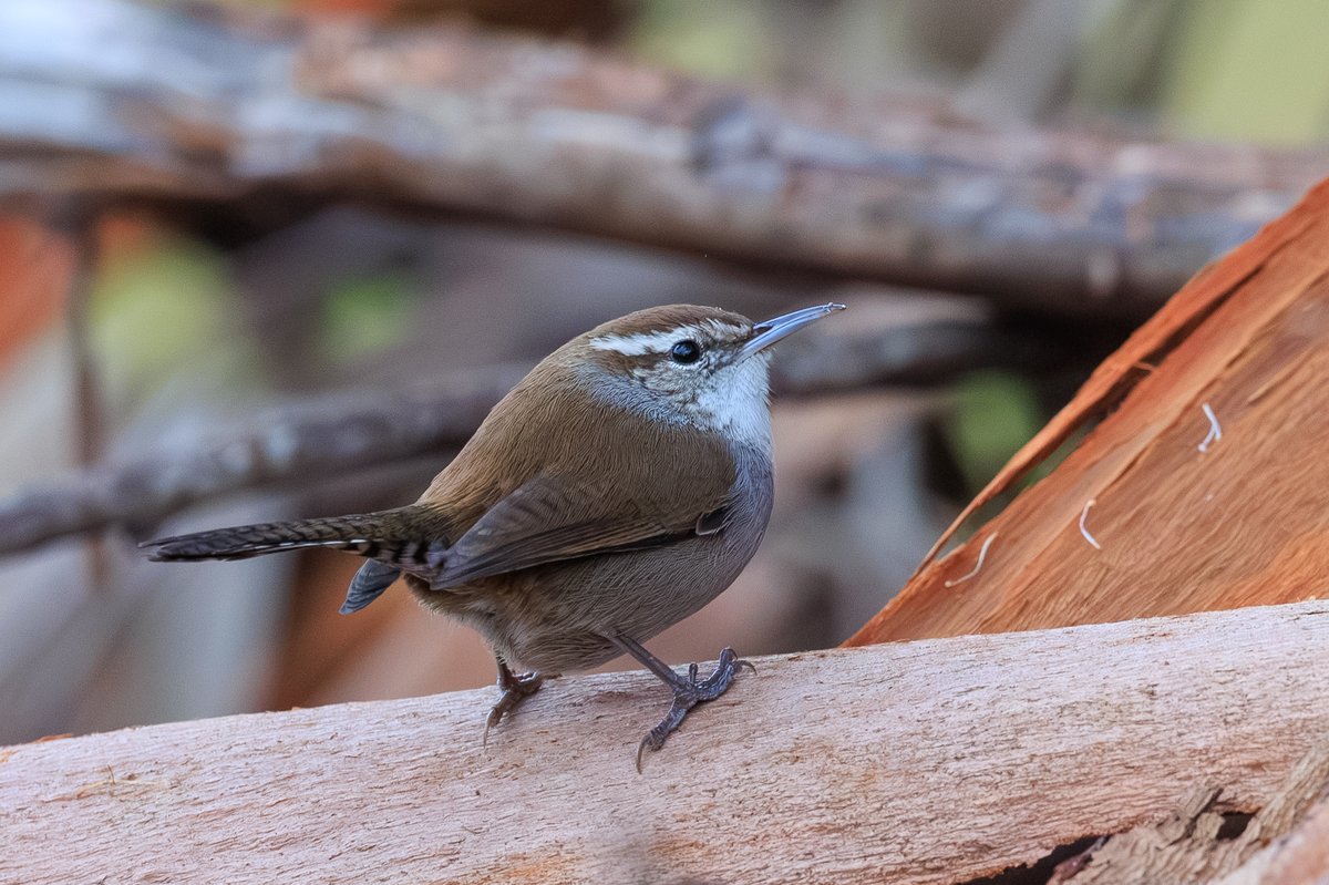 Bewick's Wren